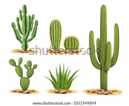 Cactus plants set of desert among sand and rocks. Realistic vector illustration isolated on white background Royalty-Free Stock Photo #1051949894