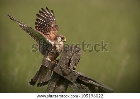 A female Common Kestrel. Coming in to land on an old wooden gate.