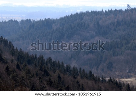 Bavarian needle forest 