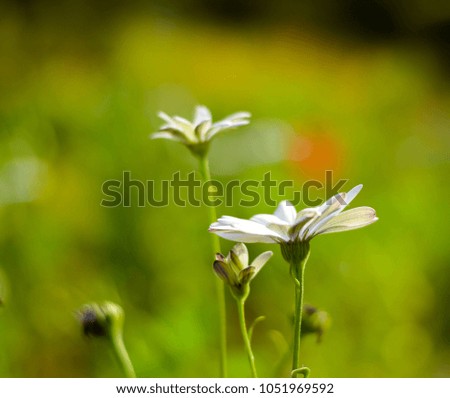 white flower closeup in outdoor garden