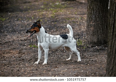 Small dog Jack Russell Terrier walking in  park.