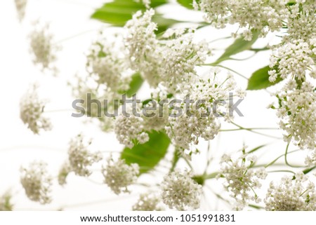 laceflower on white background