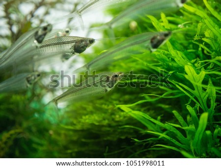 The  asian glass catfish in an aquarium . Royalty-Free Stock Photo #1051998011