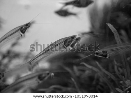 The  asian glass catfish in an aquarium . Royalty-Free Stock Photo #1051998014