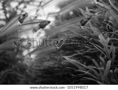The  asian glass catfish in an aquarium . Royalty-Free Stock Photo #1051998017