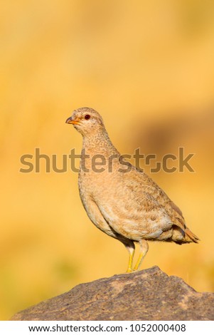 Partridge. Yellow nature background. Bird: See see Partridge. Ammoperdix griseogularis.