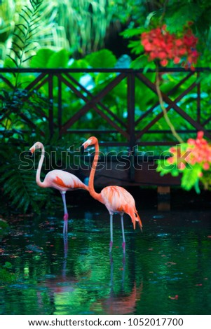 The pink Caribbean flamingo goes on water. Pink flamingo goes on a swamp