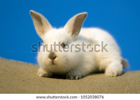 little white rabbit on the sky background