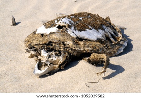 Skeleton of a sea turtle in the sand, Spain