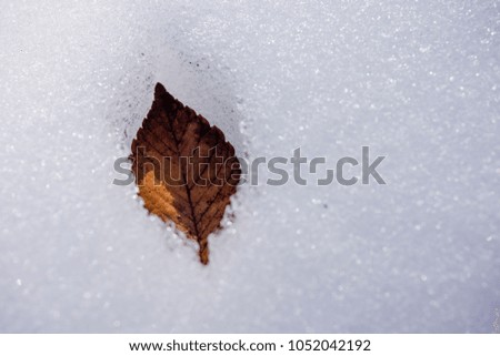 The leaves of snow are thick in winter.