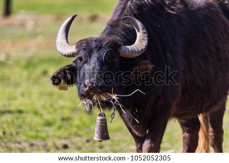 Close up of a Buffalo grazing next to the river Strymon in Northern Greece.