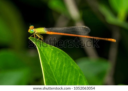 Beautiful nature scene Close-up or Macro picture of dragonfly.