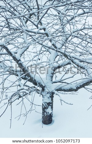 Small bush tree plant with snow and without leaves