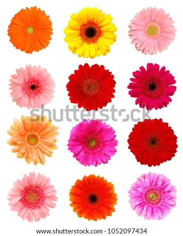 Collection daisy flowers isolated on white background 
