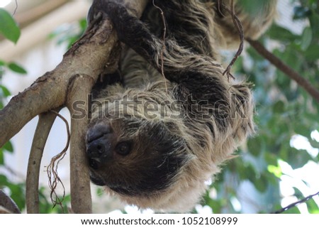 Linnaeus two toed sloth (Choloepus didactylus) hanging in tree