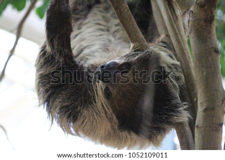 Linnaeus two toed sloth (Choloepus didactylus) hanging in tree