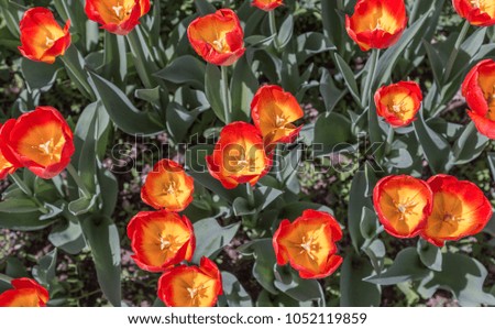 Orange tulips in the wild nature view from above.