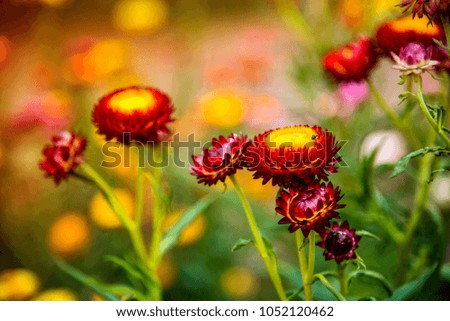 Colorful flowers bloom in the garden.