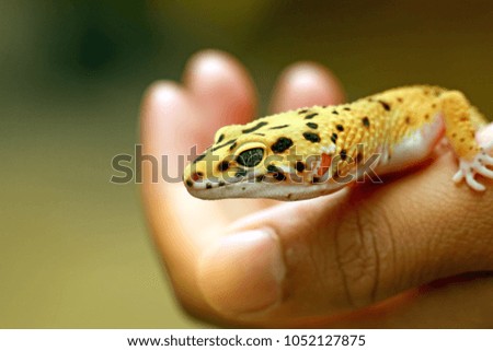 Leopard gecko in hand