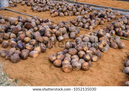 Group of Coconut Perfume , Coconut Pile together as a group, preparations for such varieties for planting coconut trees, Layered bottom with coconut shell's hair, in the nursery farm
