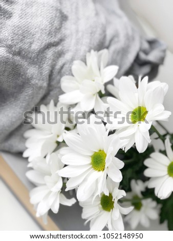 white chrysanthemum flatlay with books and grey textile.shabby white daisies wallpaper