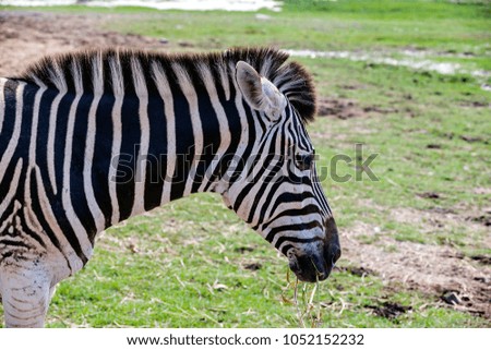 A zebra is eating grass in the zoo. Selective focus burred grass background.