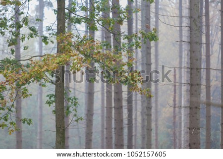 fall foliage in fog