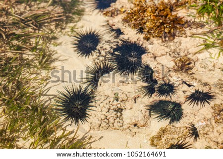 Sea urchin black