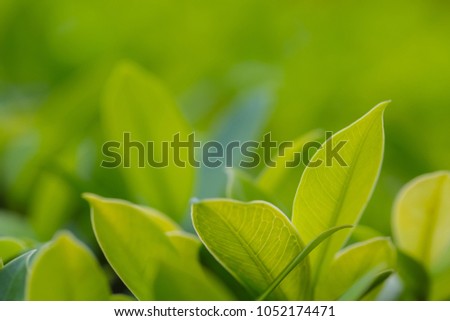 Closeup of fresh leaves on green nature background