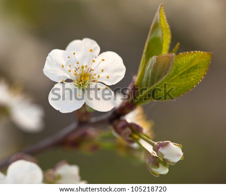 Blooming apple tree; beautiful white blossoms, shallow field