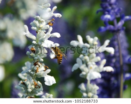 CLOSE UP OF HONEY BEE ON WHITE FLOWER WITH BOKEH BACKGROUND