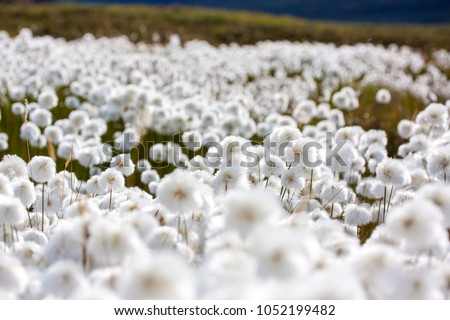 detail picture: white cotton grass in the landscape from greenland / sisimiut