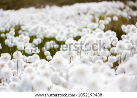 detail picture: white cotton grass in the landscape from greenland / sisimiut