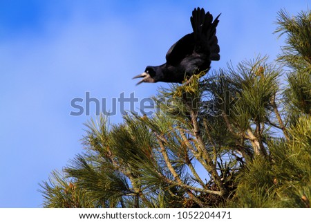Rook is yelling at the top of a tree