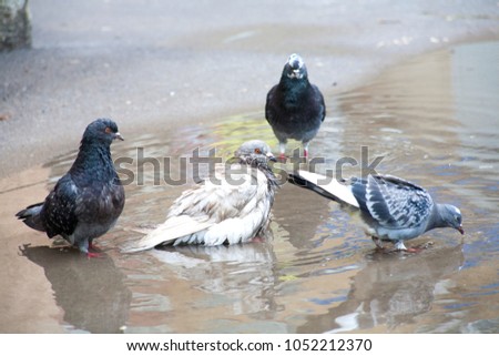 pigeons bathing in a puddle bird walk in a puddle in the rays of the spring sun