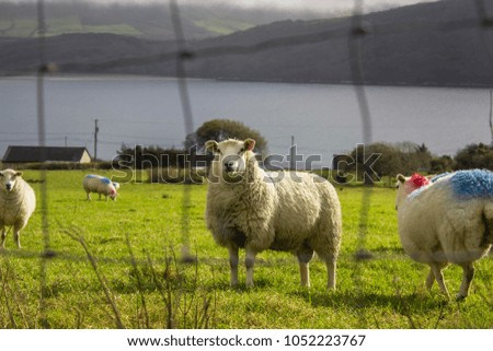 sheep on the field