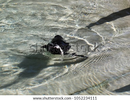 South American Humboldt penguin (Spheniscus humboldti) swimming in sea
