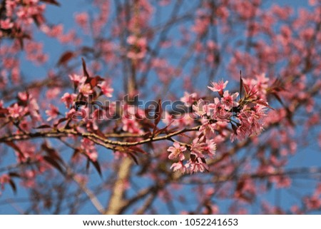 Wild Himalayan Cherry flowers and blue sky