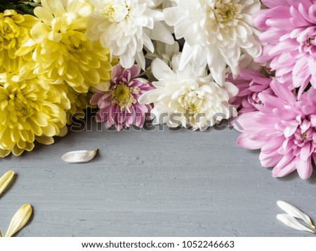 Colorful flowers chrysanthemum on gray concrete background with Place for text.