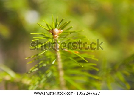 Branch of the Christmas fir-tree with the snow