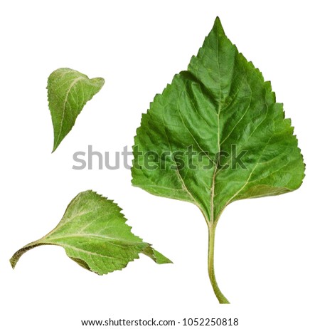 Set of green leaves of sunflower isolated on white background
