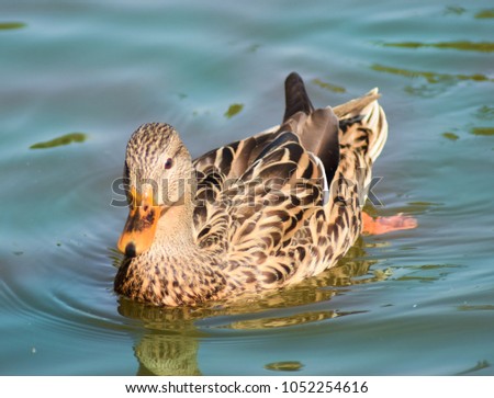 Brown and tan duck with designs of stripes, spots and chevrons.