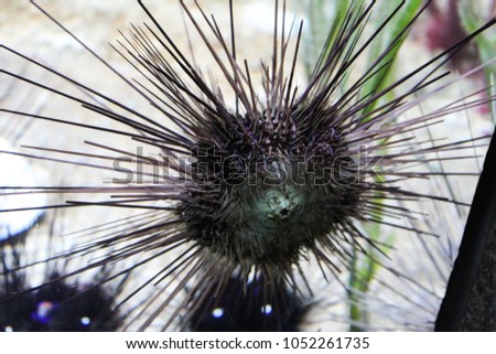 sea urchin (Diadema setosum)