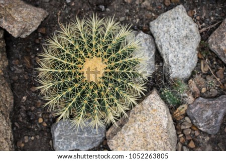 Cactus Background. Clouse up. Cactus Macro. Round cactus on ground with rocks. Big cacti. Cactus with yellow thorns
