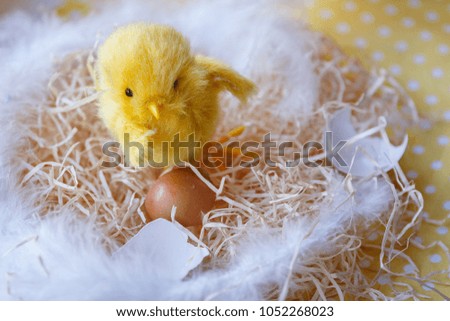 Easter theme, Easter decorations. Chicken and egg shell. Pictures for Easter.