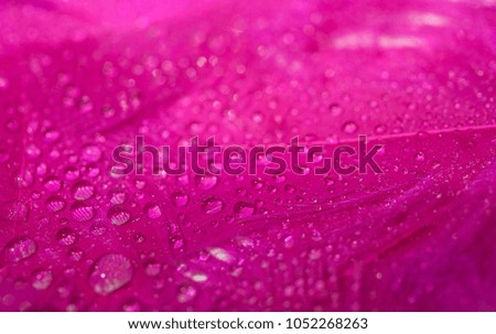 Colorful feather surface with water droplets and bokeh effect