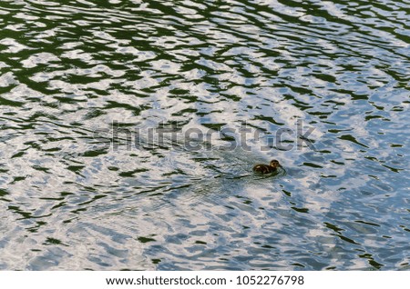 little duckling swims in the water in the pond, water background.