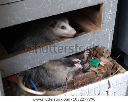 Pest opossum nesting in bureau drawer
