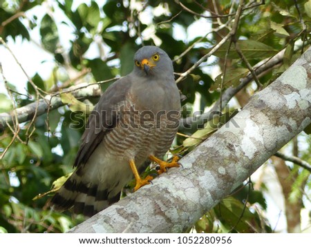 
Roadside Hawk (Rupornis magnirostris) Accipitridae family. Amazon rainforest, Brazi
