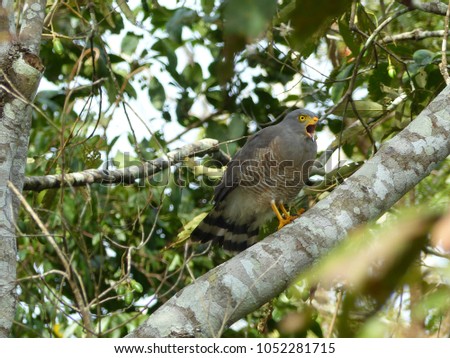 Roadside Hawk (Rupornis magnirostris) Accipitridae family. Amazon rainforest, Brazil